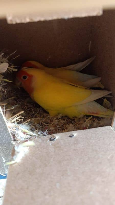 australian . . lover bird. . chainadove. . chiks 2