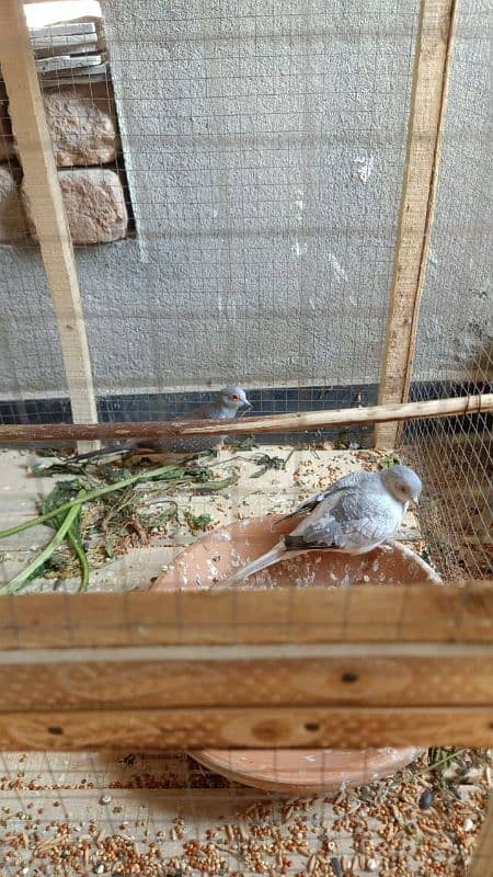 australian . . lover bird. . chainadove. . chiks 3