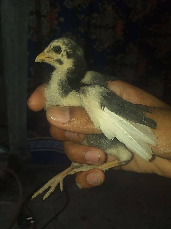 Ak murghi with 3chiks but hi ache he 0