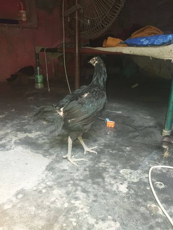 Ak murghi with 3chiks but hi ache he 2