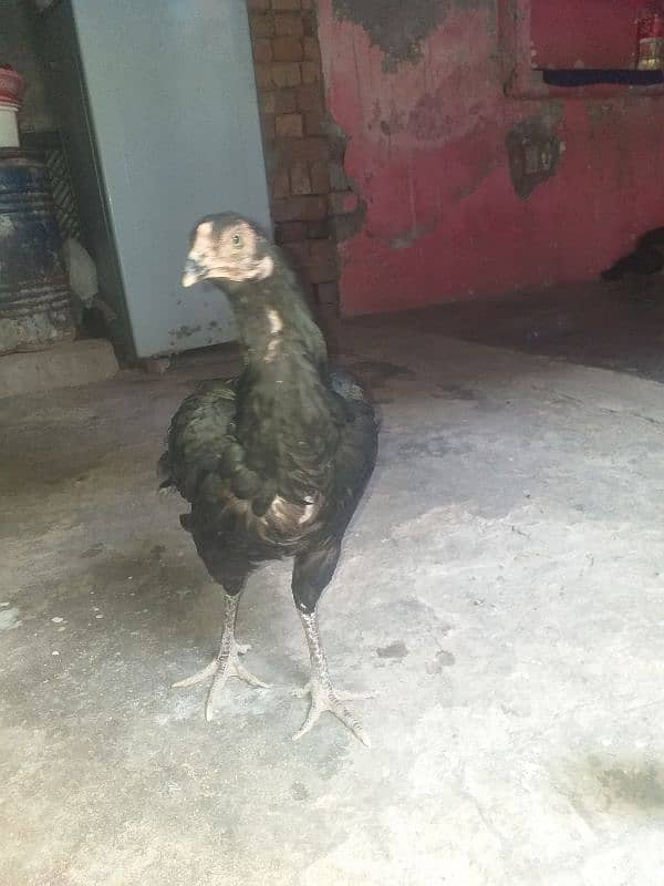 Ak murghi with 3chiks but hi ache he 3