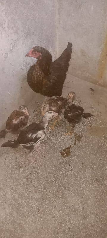 best breed aseel Mian wale 1