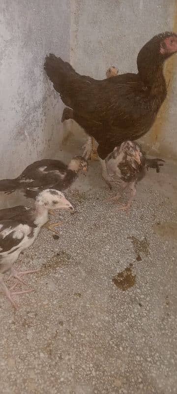 best breed aseel Mian wale 2