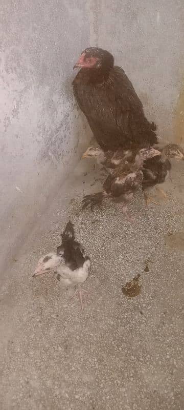 best breed aseel Mian wale 3