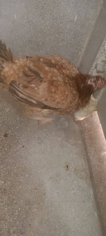best breed aseel Mian wale 4