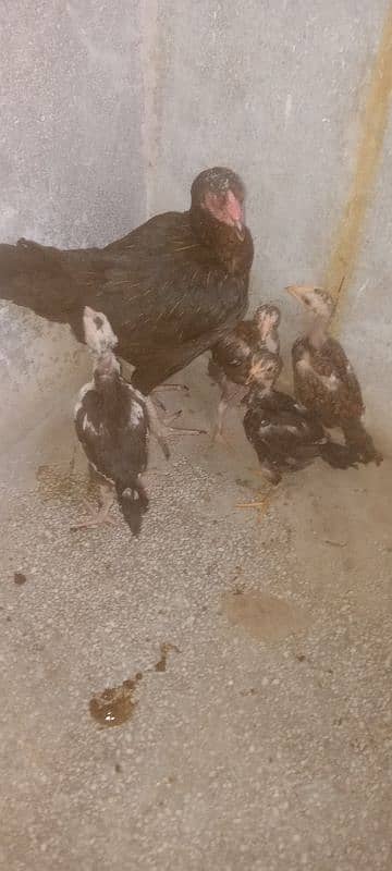 best breed aseel Mian wale 6