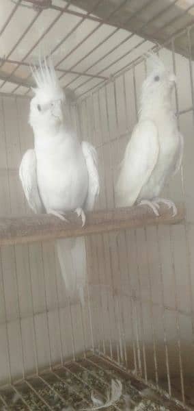 active healthy breeder pair 0