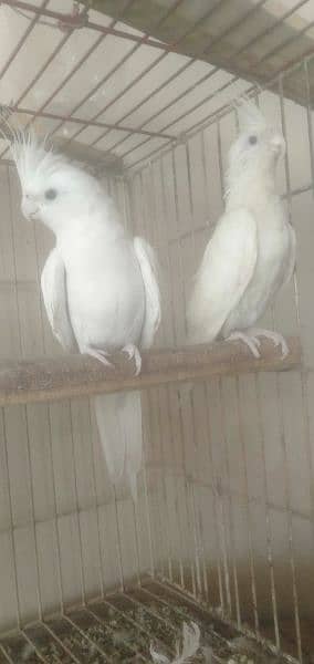 active healthy breeder pair 1