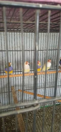 Lady gouldian finch