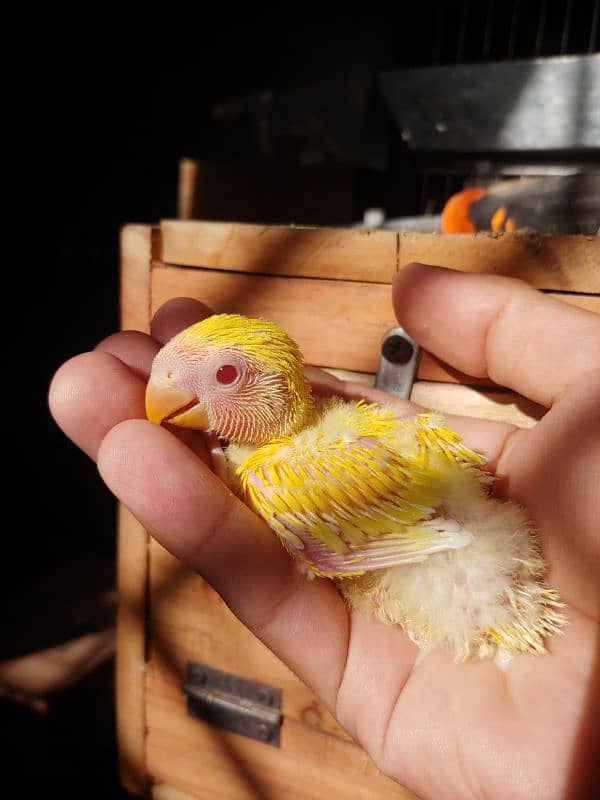Lovebird chicks 5