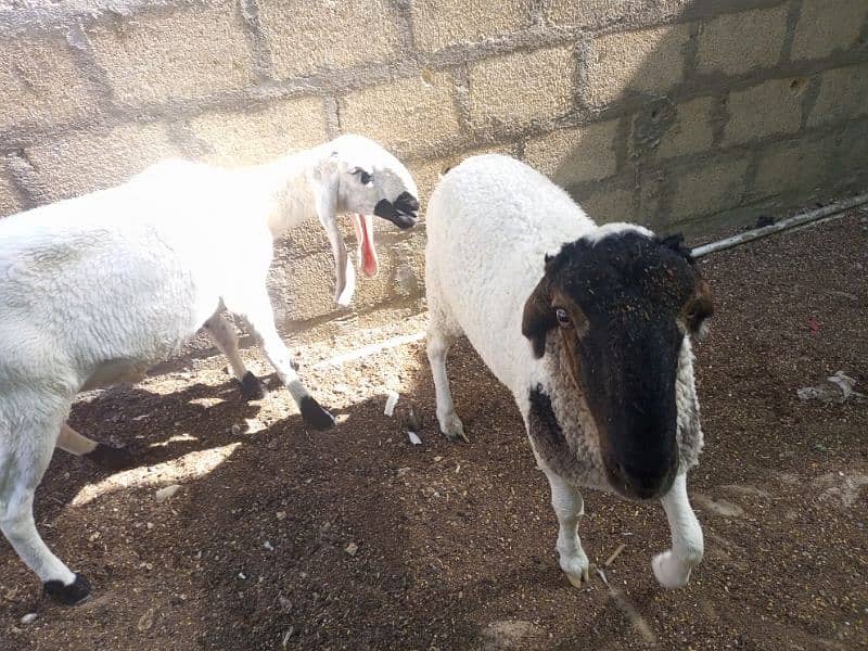 dumba jori 2 dant high weight qurbani 2025 0