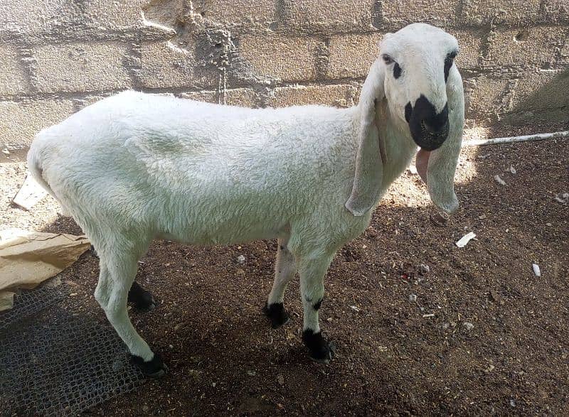 dumba jori 2 dant high weight qurbani 2025 1