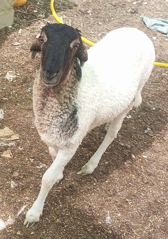 dumba jori 2 dant high weight qurbani 2025 2