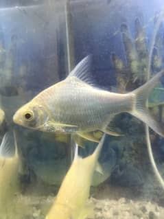 Tinfoilbar Fish