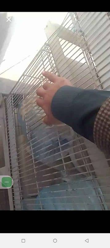 بڑے سائز کا مرغیوں اور پرندوں کا پنجرہ 4