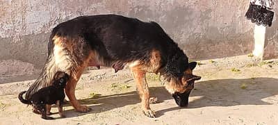 Dog
