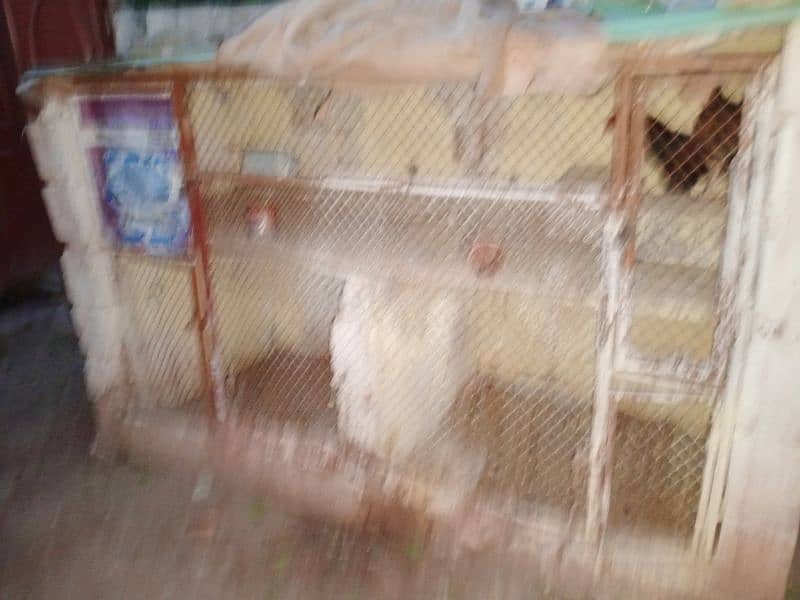 cage for for sale front frame joli Cha darwaje do Bhai do 1