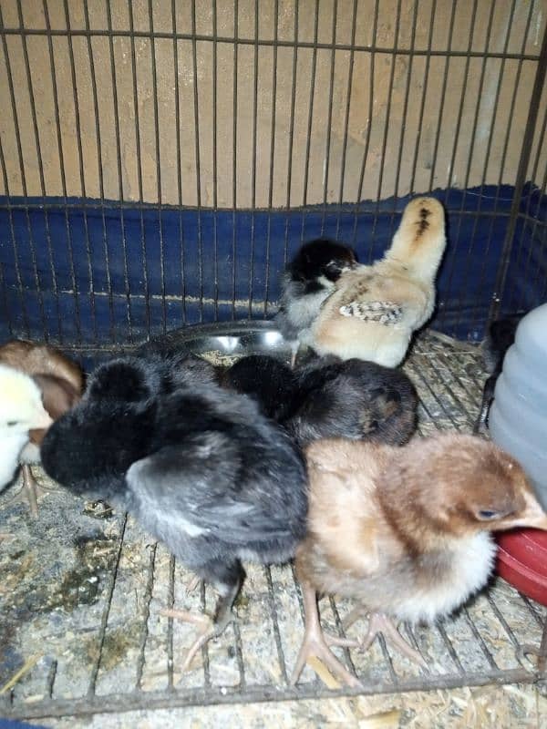 Shamu Chicks 1