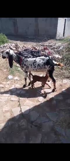 goats for sale