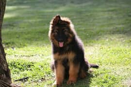 German