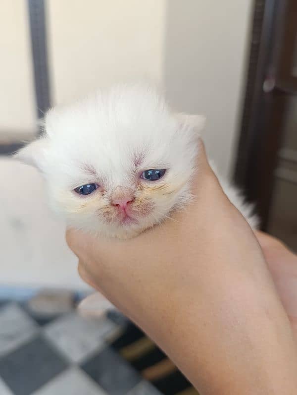 Persian kittens 1