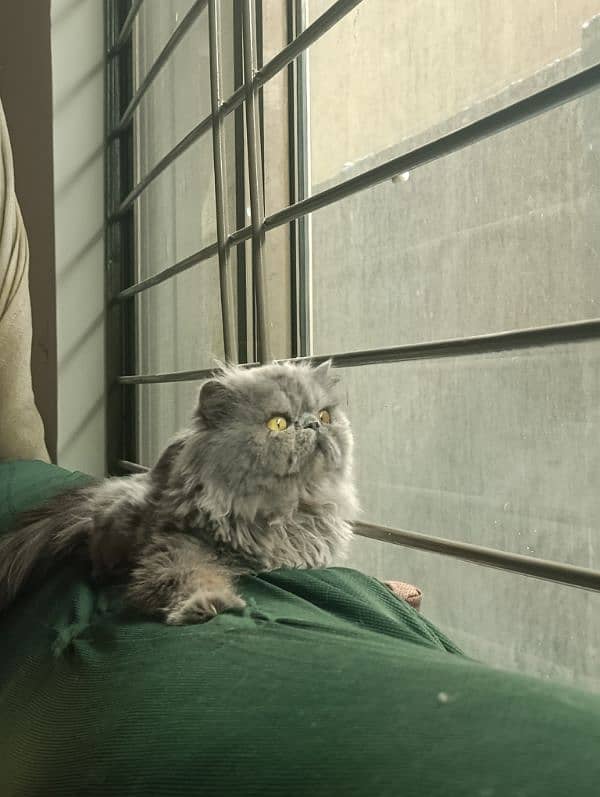 Persian kittens 2