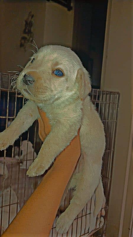 Labrador puppies 0