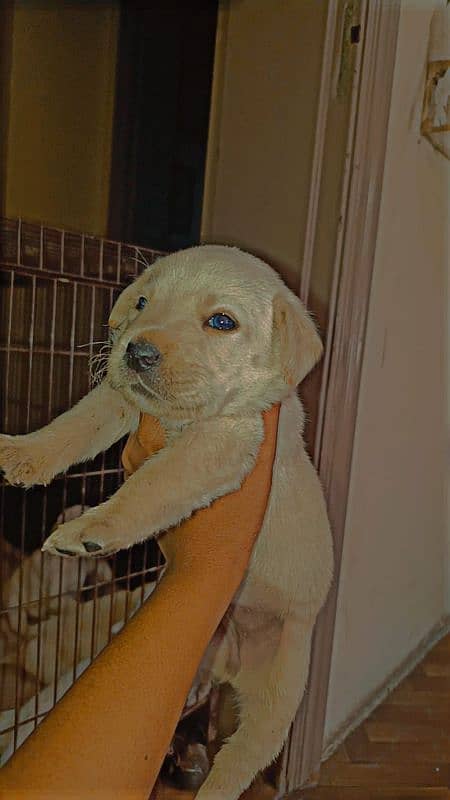 Labrador puppies 1