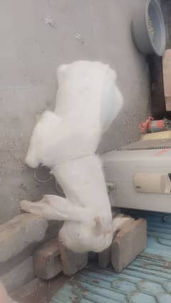 GULABI