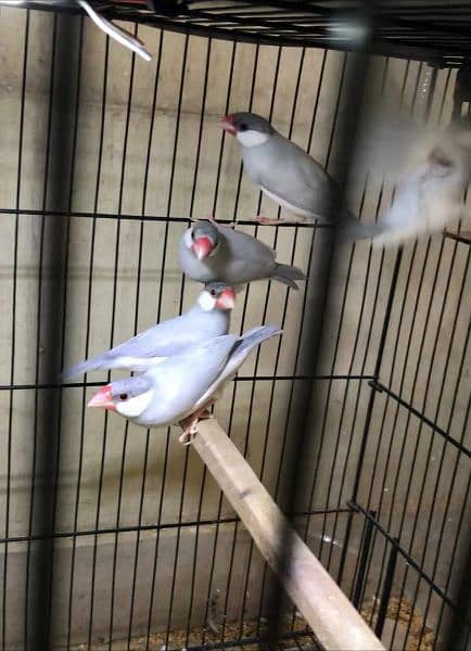 Silver & White Java Paires Available 1