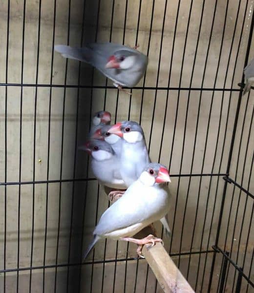 Silver & White Java Paires Available 2