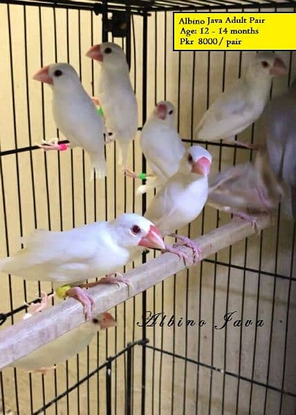 Silver & White Java Paires Available 3