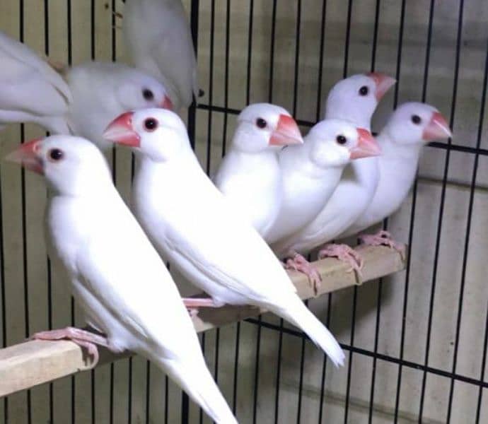 Silver & White Java Paires Available 4