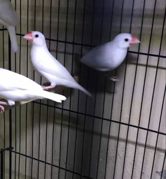 Silver & White Java Paires Available 5
