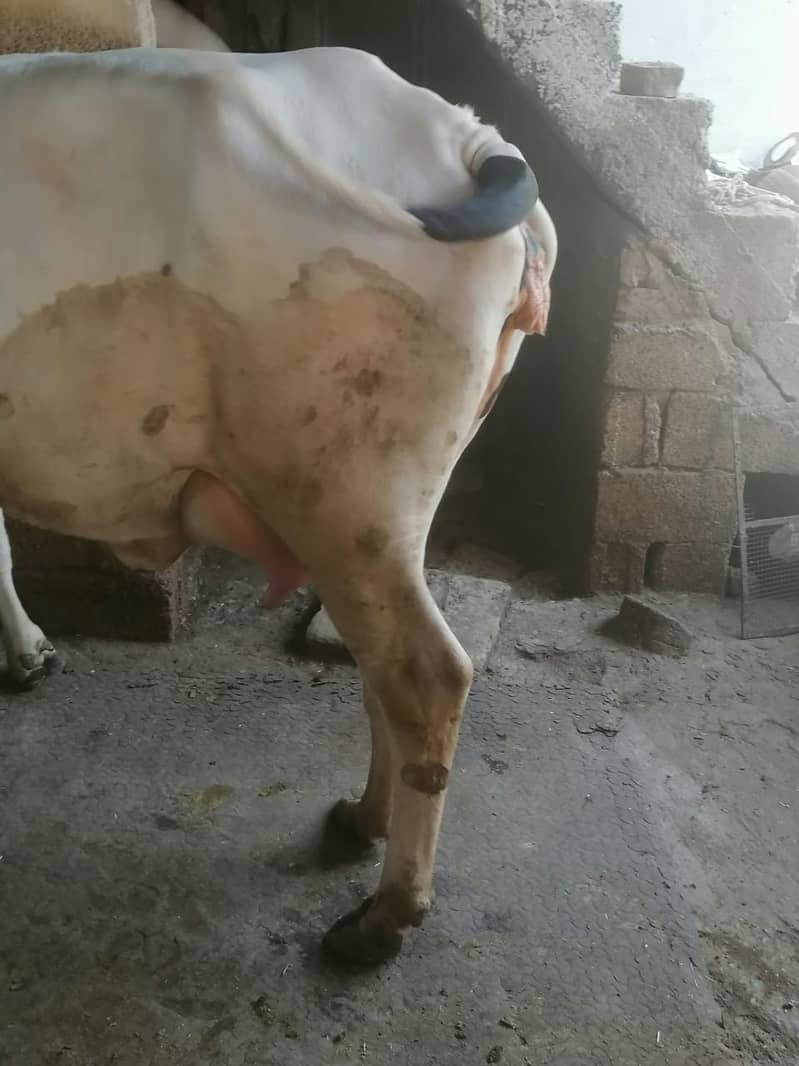 Friesian cow / dasi cow / بھینس /cow for sale 3