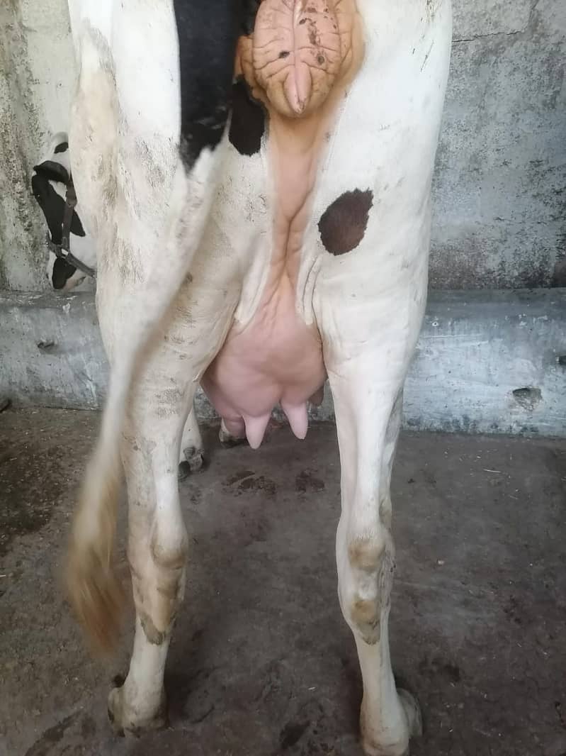 Friesian cow / dasi cow / بھینس /cow for sale 7