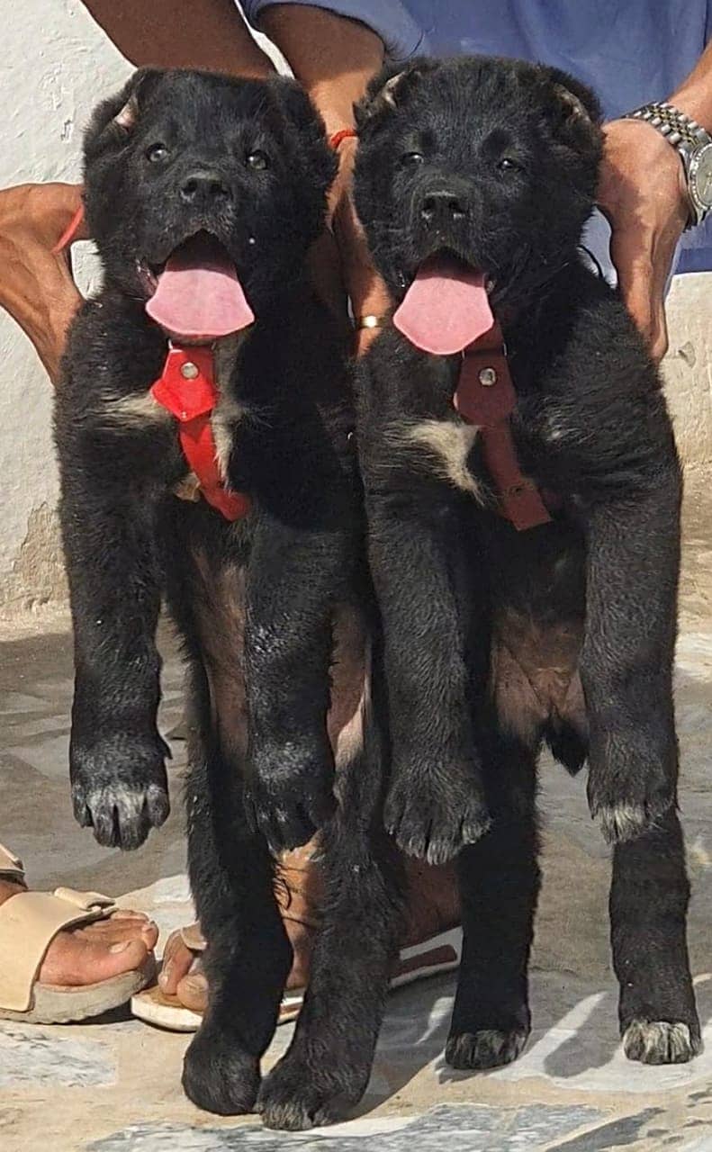 king Alabai  black Puppies/ Alabai pair For Sale 0