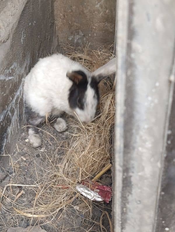 Rabbit Khargosh for sale 0
