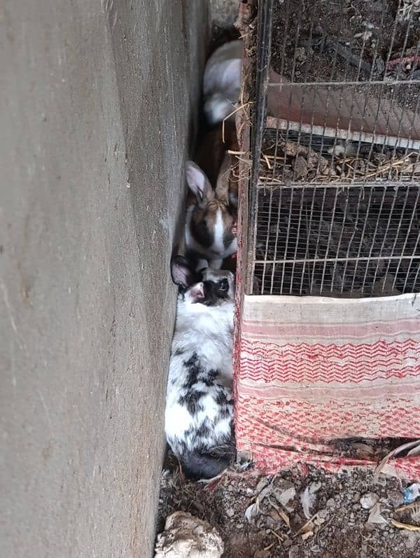 Rabbit Khargosh for sale 1
