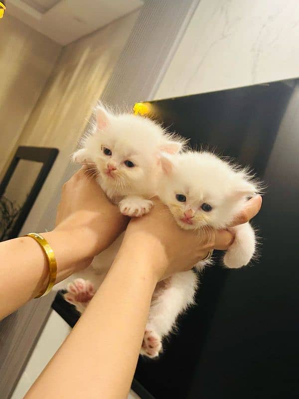 White Persian kitten 0