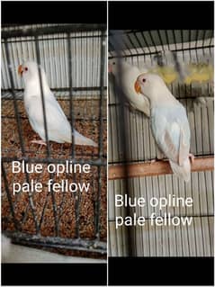 love birds pale fellow