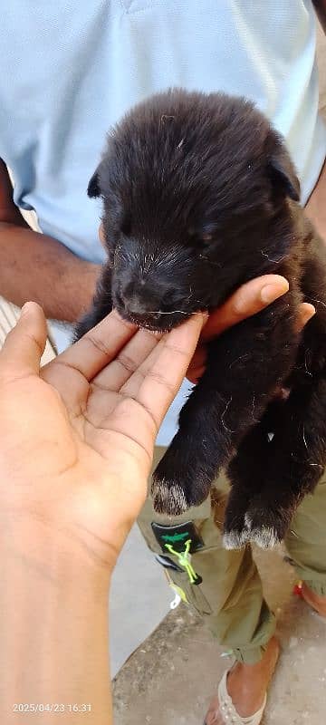 Black German shepherd puppy female long coat 0