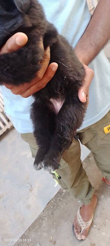 Black German shepherd puppy female long coat 1
