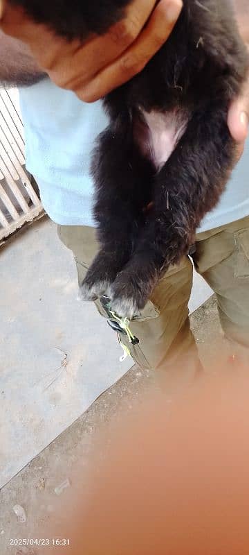 Black German shepherd puppy female long coat 2