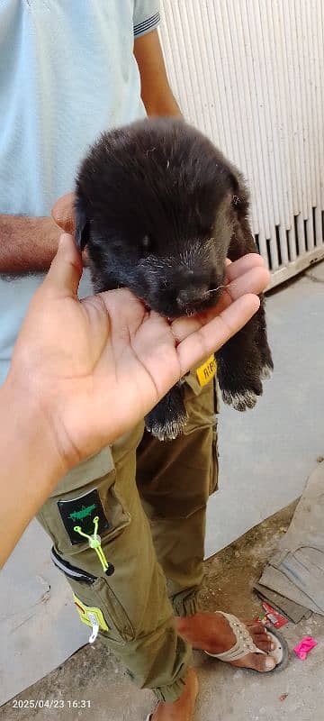 Black German shepherd puppy female long coat 3