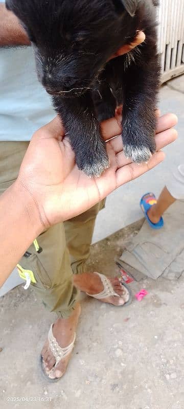 Black German shepherd puppy female long coat 4
