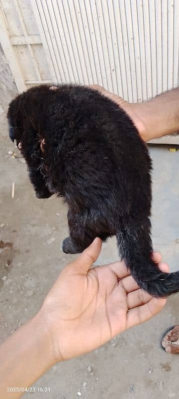 Black German shepherd puppy female long coat 5