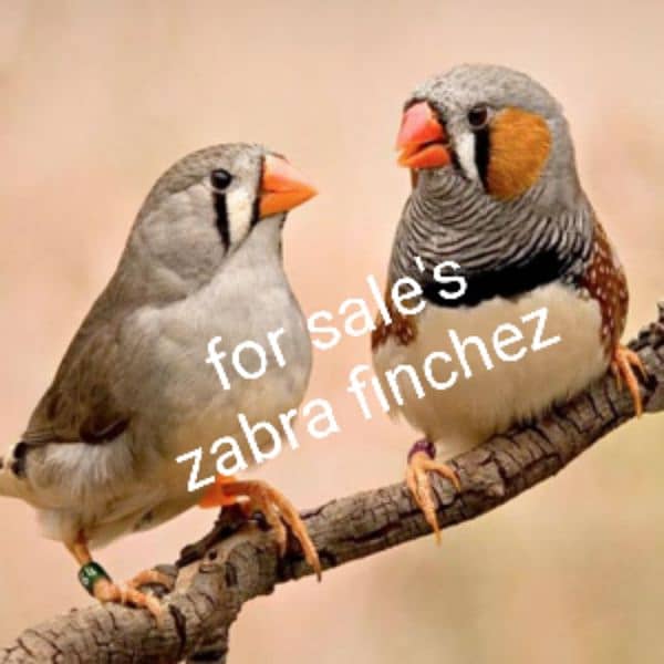 zabra finch 0