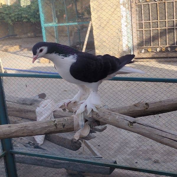 Different fancy pigeons for sale 0
