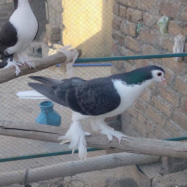 Different fancy pigeons for sale 1